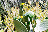 gelb blühende Opuntie (Opuntia) auf der Insel Kalymnos in Griechenland