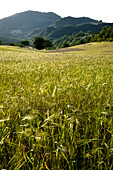  campi from Fiastra and Polverina 