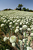  field of aglio 