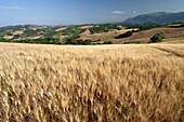  field of grain 