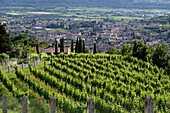 Weinberge im Valpolicella Weingebiet bei Negrar bei Verona, Veneto, Italien