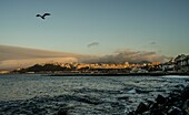  Bay of Ceuta in morning light with flying seagull, view of the city, North African coast, Spain 