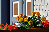 Blumenschmuck am Balkon, Altstadt Steinau an der Straße, Hessen, Deutschland