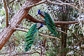 männliche Pfauen auf einem Baum im Plaka Forest bei Antimachia auf der Insel Kos in Griechenland