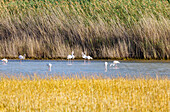 Flamingos im Psalidi Wetland Naturschutzgebiet auf der Insel Kos in Griechenland