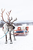  Reindeer with sleigh in snowstorm  