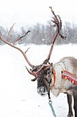  Reindeer with sleigh in the snow 