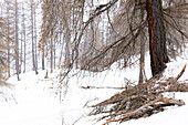  Larch in winter (Larix decidua) with snow 