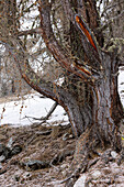 Stamm einer alten Lärche (Larix decidua) im Winter mit Schnee