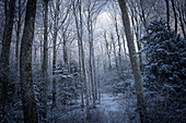  Winter forest. (Jura, Aargau, Switzerland). 