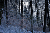  Winter forest. (Jura, Aargau, Switzerland). 