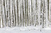 Winterwald, verschneite Baumstämme. (Jura, Aargau, Schweiz).