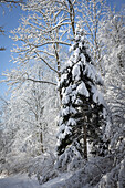  Winter forest with snow-covered deciduous trees and Norway spruce. (Jura, Aargau, Switzerland). 