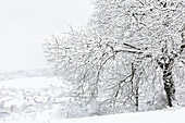  Snow-covered cherry trees in winter. (Jura, Aargau, Switzerland). 