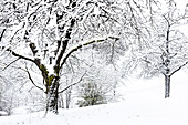  Snow-covered cherry trees in winter. (Jura, Aargau, Switzerland). 