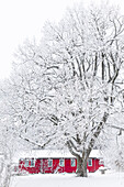 Rotes Haus neben einem verschneiten Baum.