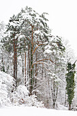 Wald-Föhre (Pinus sylvestris) im Winter. (Jura, Aargau, Schweiz).