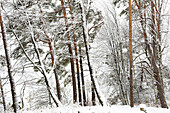  Scots pine (Pinus sylvestris) in winter. (Jura, Aargau, Switzerland). 