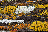  Lichen on wood 