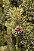  Branch of mountain pine with cones (Pinus mugo) 