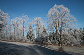  Meadow, forest edge and lime tree (Tilia) with hoarfrost. 