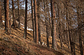 Lärchenwald (Larix decidua) im Winter, Valmüstair, Graubünden