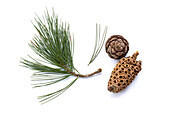  Needles and branches of the Swiss stone pine (Pinus cembra) on a white background. 