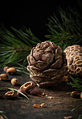  Cones of the Swiss stone pine, with needles (Pinus cembra) 