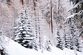 Winterwald mit Lärche (Larix decidua) und Rottanne (Picea abies)