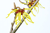  Flowers of the witch hazel (Hamamelis x intermedia) against a white background  