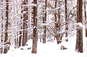 Winterwald mit Lärche (Larix decidua) und Wald-Föhre (Pinus sylvestris)