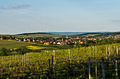  Medieval winegrowing village in the vineyards, Volkach, Mainfranken, Lower Franconia, Franconia, Bavaria, Germany 