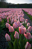  Noordwijk, Niederlande, Tulpenfelder, rosa Tulpen bei Sonnenuntergang 