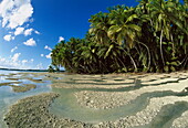 Palmen und fließendes Wasser am Strand des Palmyra-Atoll, National Wildlife Refuge, US Line Islands