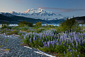 Lupinen (Lupinus sp) Blumen und Mount Saint Elias, Taan Fjord, Icy Bay, Wrangell-St. Elias Nationalpark, Alaska