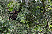 Schimpanse (Pan troglodytes), schwingt in Bäumen, Bossou, Guinea