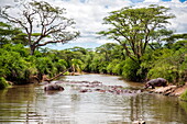  Flusspferd (Hippopotamus Amphibius) Gruppe im Fluss, Serengeti Nationalpark, Tansania 