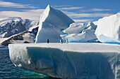  Adeliepinguin (Pygoscelis adeliae) Gruppe auf Eisberg, Collins Bay, Antarktische Halbinsel, Antarktis 