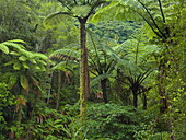  Silberner Baumfarn (Cyathea dealbata), Südinsel, Neuseeland 