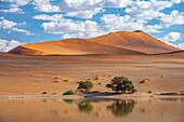  Wasser- und Sanddünen, Sossusvlei, Namib-Naukluft-Nationalpark, Namibia 