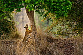 Bengalischer Tiger (Panthera Tigris Tigris), ein Jahr altes Jungtier kratzt am Baum, Bandhavgarh Nationalpark, Indien