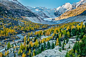  Europäische Lärche (Larix Decidua) Bäume im Tal im Herbst, Alpen, Schweiz 