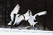 Mandschurenkranich (Grus japonensis) Paar beim Balztanz, Hokkaido, Japan