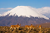  Vicuna (Vicugna Vicugna) Herde, Vulkan Parinacota, Chile 