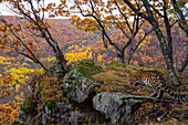 Amur-Leopard (Panthera pardus orientalis) im Wald, Leopard National Park, Russischer Ferner Osten, Russland