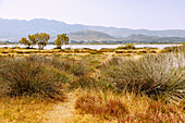 Salzsee Alikes bei Tigaki auf der Insel Kos in Griechenland