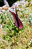 blühender Gemeiner Drachenwurz (Dracunculus vulgaris, Arum drancunculus, Schlangenwurz) auf der Insel Kos in Griechenland