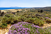 Blick über blühende Thymian-Heide und gelbe Felder auf Kardamena an der Südküste der Insel Kos und auf die in der Ferne liegende Insel Nissiros (Nyssiros) in Griechenland