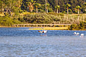 Flamingos im Psalidi Wetland Naturschutzgebiet auf der Insel Kos in Griechenland