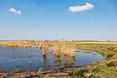 Natural landscape of island Tiengemeten, The Netherlands, Europe.